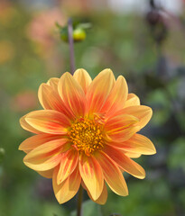 Beautiful close-up of an orange dahlia flower