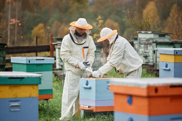 Wide angle shot of two male apiarist in protective suits puffing smoke in honeybee hive with bee smoker during honey harvesting at autumn apiary farm, copy space