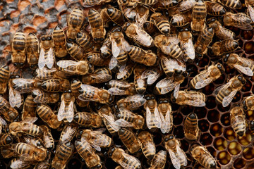 Top view of swarm of bees sealing honeycomb cells with wax at apiary