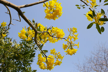 Silver trumpet tree, Tree of gold, Paraguayan silver trumpet tree