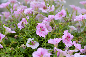 Blooming pink and white surfinia flowers