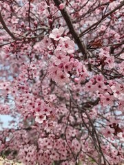 Cherry Blossom Splendor