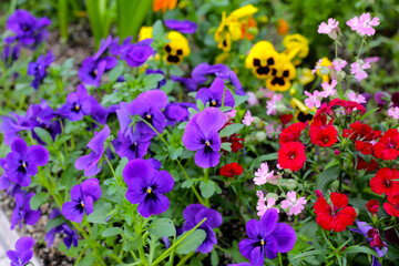 Obraz premium Beautiful pansy flowers in the garden