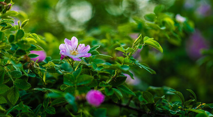 Fototapeta premium Flower of Rosa marginata on a large bush.