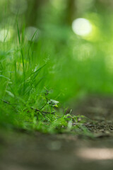 Small branch with leaves on the side of a walking path.
