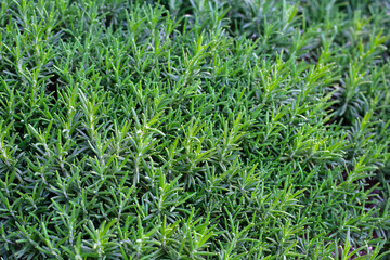 Rosemary plant, Fresh herb in the garden