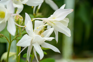 Fototapeta premium close-up of Aquilegia white star, Aquilegia caerulea Columbine, Granny's Bonnet, white flower, Wilts UK