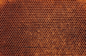 Top view of numerous number of tiny honeycomb cells filled with sweet honey