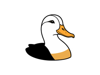 Illustration of a white and black duck