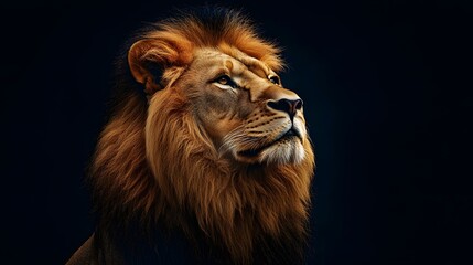 Fototapeta premium Lion Close-up Looking Up on Black Background, Abstract Image, Texture, Pattern, Wallpaper, Cover and Screen of Smartphone, PC, Laptop, 9:16 and 16:9 Format