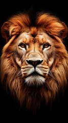 Fototapeta premium Lion Close-up Looking Up on Black Background, Abstract Image, Texture, Pattern, Wallpaper, Cover and Screen of Smartphone, PC, Laptop, 9:16 and 16:9 Format