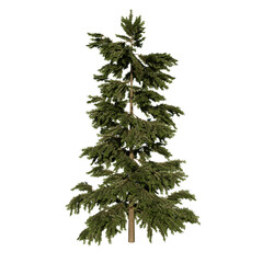 Siberian Cedar Coniferous Tree | High Resolution, Isolated, 3D Render