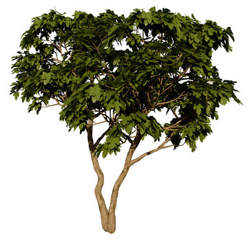 Kermes Oak Deciduous Tree-Shrub | High Resolution, Isolated, 3D Render