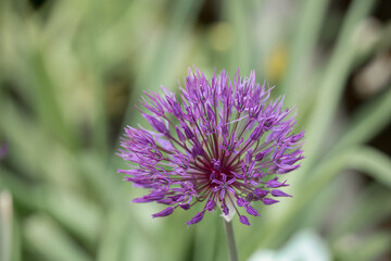 close-up of an Allium hollandicum Persian Onion or Dutch Garlic