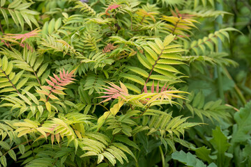 close-up of Sorbaria sorbifolia, also known as false goat's beard, sorb-leaved schizonotus, Ural false spirea