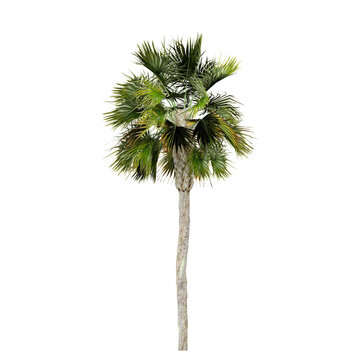 collection of Sabal Palm Plant with realistic style