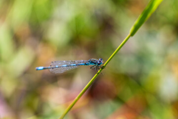 Irish Damselfly Coenagrion lunulatum perching on a grass straw.