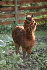 Vertical full shot of funny light brown alpaca with curly fur covering eyes standing in sunlight at farm in countryside, copy space