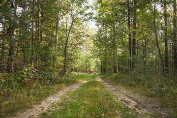 leśna droga  © Marcin Łazarczyk