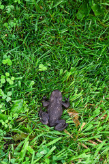 Obraz premium Toad in wet summer grass.