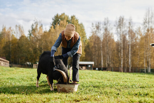 Full shot of mature female farmer in warm clothes brushing black goat as animal eating from round trough on green meadow at countryside farm during autumn season, copy space