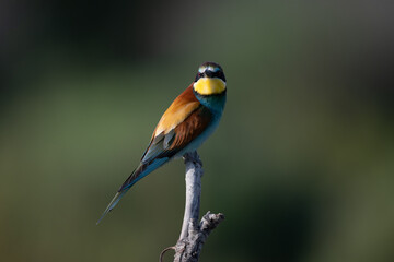 Naklejka premium European bee-eater on a branch