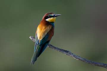 European bee-eater on a branch