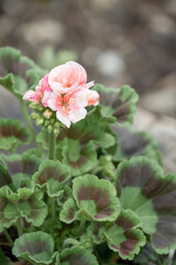 close-up of blooming white pink Pelargonium Geranium cranesbill with fancy leaves