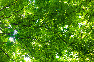 Carbon net zero or carbon neutrality concept. Lush forest view