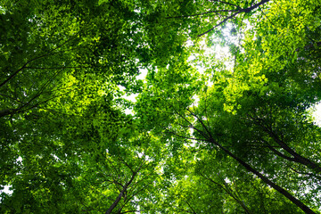 Lush forest view. Carbon neutrality concept photo