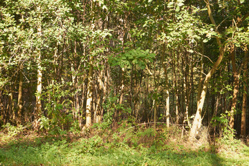 drzewa © Marcin Łazarczyk