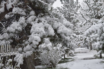 snow covered trees