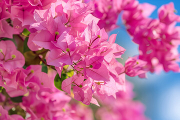 Obraz premium Close-up of pink bougainvillea flowers