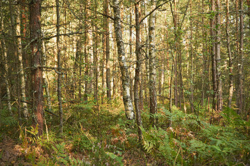 brzoza  © Marcin Łazarczyk