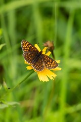 Butterfly on Flower