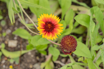 Nature and flowers