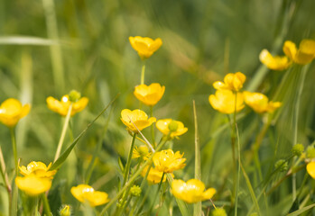 Fototapeta premium close-up of bright yellow meadow buttercup flowers, Ranunculus acris