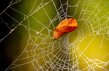 A close up of an orange autumn leave resting on a  spider web. 