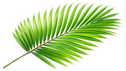 Obraz premium A single, crisp, and vibrant green palm leaf with delicate fronds and a sturdy stem, isolated on a clean white background, symbolizing serenity and tropical elegance.