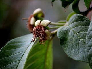 Pisidium Myrtaceae (Guayaba) Flower
