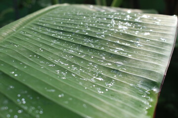 Banana tree leaves