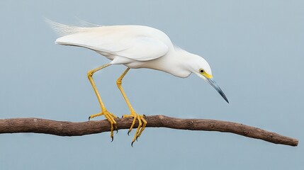 Obraz premium A bird perched on a branch, with its beak closed and a blue sky behind it