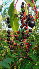 Ripe, dark black cherry fruit hanging on a twig. Sprinkled with rain. Prunus serotina, called black cherry,wild black cherry, rum cherry or mountain black cherry.
