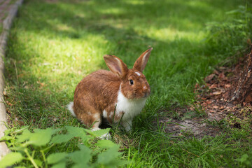 Cute young red rabbit sitting in the green grass at a Summer's day. Space for copy.