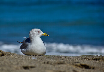 Non-breeding adult ring-bill gull relaxing on the beach
