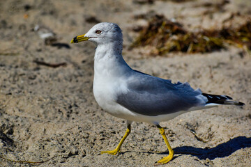 Obraz premium Adult Ring-billed Gull walking on the sand