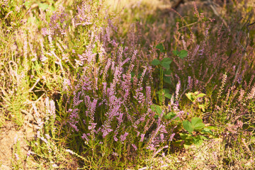 Wrzos zwyczajny, wrzos pospolity, Calluna vulgaris (L.)