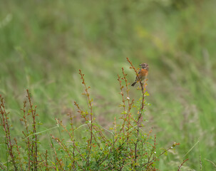 a female stonechat (Saxicola rubicola) perched high on a meadow plant