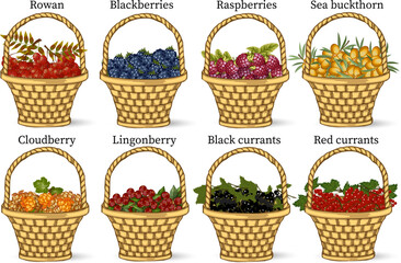 Ripe berries in wicker baskets.Collection of wicker baskets with bright berries on a transparent background in color vector illustration.