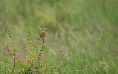 a female stonechat (Saxicola rubicola) perched high on a meadow plant